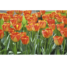 Pole červeno-žltých kvetov tulipánov so zelenými stonkami