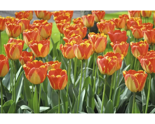 Pole červeno-žltých kvetov tulipánov so zelenými stonkami