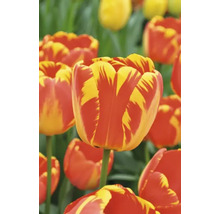 Detail tulipánov s kvetmi v pruhovanom vzore