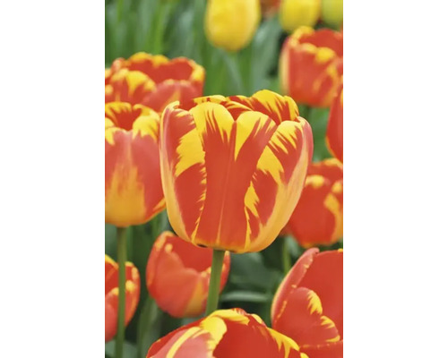 Detail tulipánov s kvetmi v pruhovanom vzore