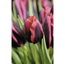 Detail tulipánového kvetu