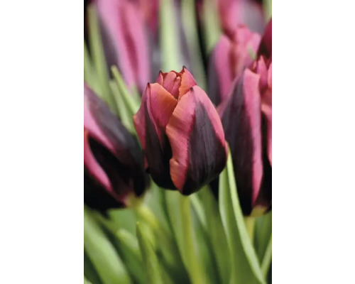 Detail tulipánového kvetu