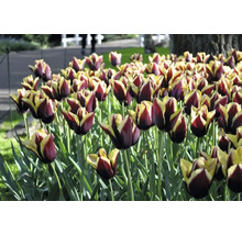 Detail tulipánov v záhradnom záhone