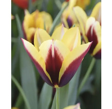Detail tulipánu so žltými a vínnymi okvetnými lístkami