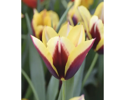 Detail tulipánu so žltými a vínnymi okvetnými lístkami