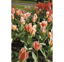 Záhon tulipánov s červenými a dvojfarebnými kvetmi