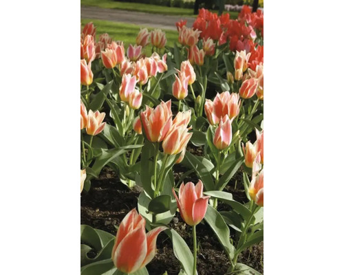 Záhon tulipánov s červenými a dvojfarebnými kvetmi