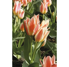 Detailný pohľad na viacfarebné tulipány v záhrade