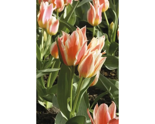Detailný pohľad na viacfarebné tulipány v záhrade