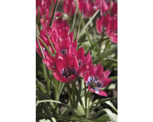 Detailný záber červených kvetov tulipánov v záhradnom záhone