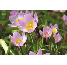 Detailný záber kvetov tulipánov v záhradnom záhone