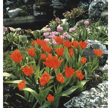 Záhradná krajina s tulipánovým záhonom, kameňmi a jazierkom