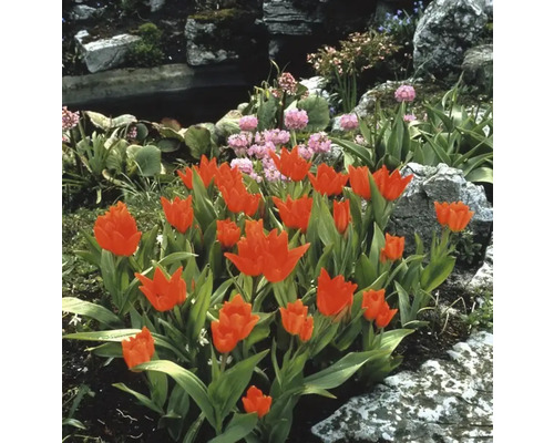 Záhradná krajina s tulipánovým záhonom, kameňmi a jazierkom
