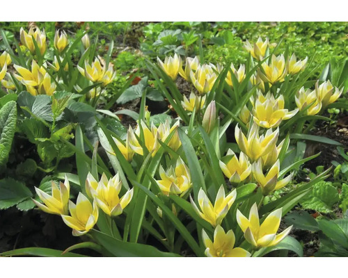 Žlté a biele tulipány Tarda v záhradnom záhone