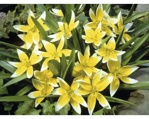 Detailný pohľad na skupinu žlto-bielych tulipánov Tarda v záhrade.
