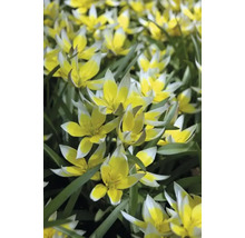 Detailný záber žlto-bielych planých tulipánov na záhone.