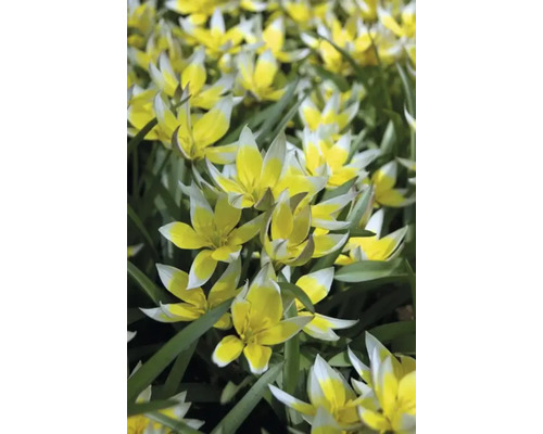 Detailný záber žlto-bielych planých tulipánov na záhone.
