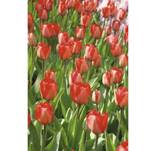 Pole s červenými tulipánmi