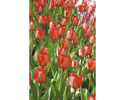 Pole s červenými tulipánmi