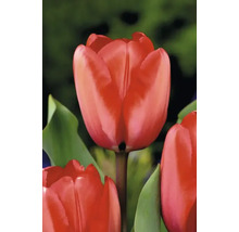 Detail červeného kvetu tulipánu