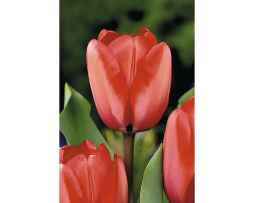 Detail červeného kvetu tulipánu