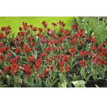 Záhon s červenými papagájovými tulipánmi