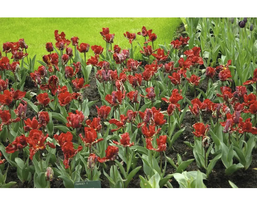 Záhon s červenými papagájovými tulipánmi