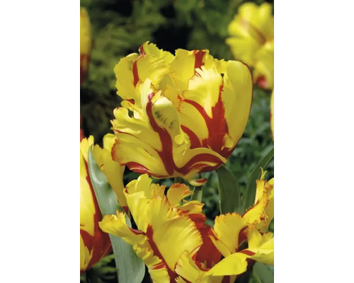 Žltočervený kvet tulipánu v detaile
