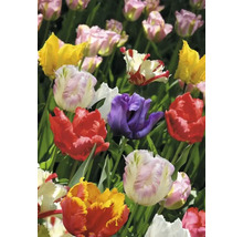 Detailný pohľad na skupinu rôznofarebných tulipánov v záhone.