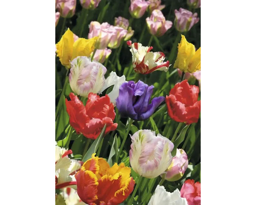 Detailný pohľad na skupinu rôznofarebných tulipánov v záhone.