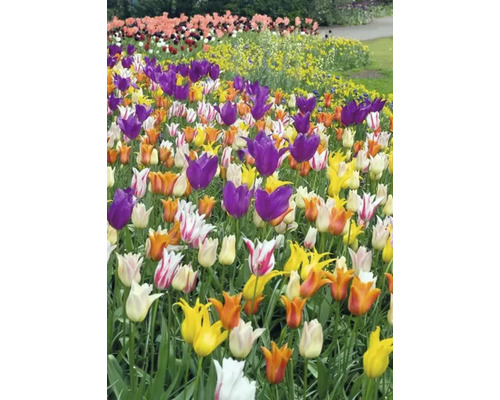 Kvetinový záhon s tulipánmi v rôznych farbách