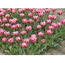 Pole s červenými a bielymi tulipánmi