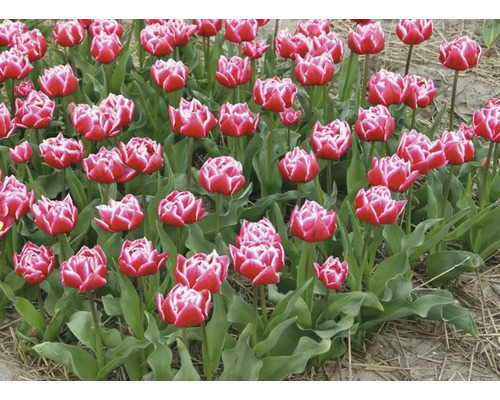 Pole s červenými a bielymi tulipánmi