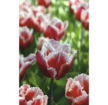 Detail červených a bielych tulipánov so strapatými okvetnými lístkami