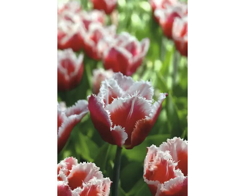 Detail červených a bielych tulipánov so strapatými okvetnými lístkami