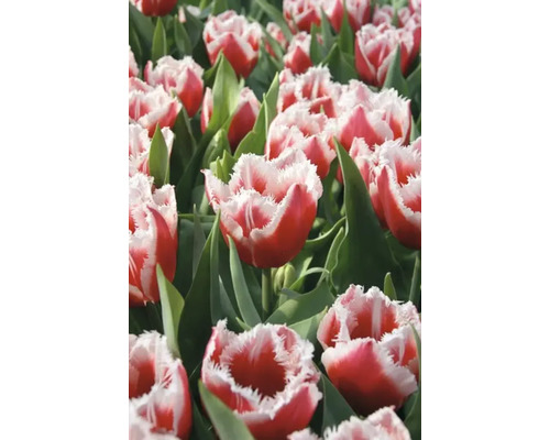Pole červenobielych tulipánov