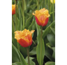 Detailný záber dvoch červenožltých tulipánov v záhrade.
