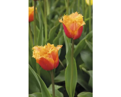 Detailný záber dvoch červenožltých tulipánov v záhrade.