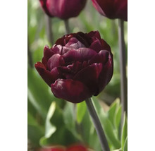 Detailný záber tmavočerveného tulipánu v záhrade.