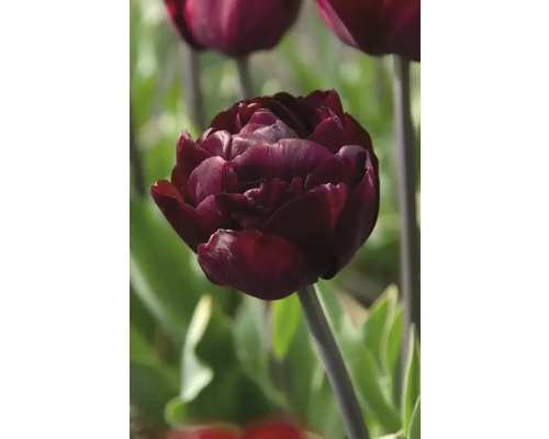 Detailný záber tmavočerveného tulipánu v záhrade.