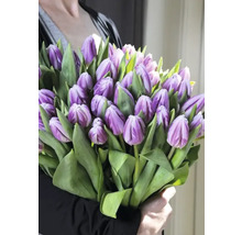Kytica fialových tulipánov so zelenými listami