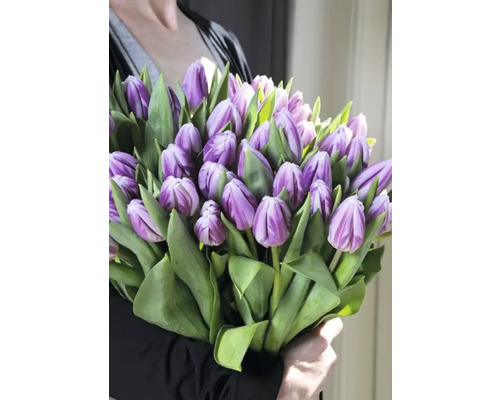 Kytica fialových tulipánov so zelenými listami