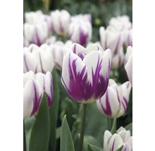 Detail bielych tulipánov s fialovou kresbou