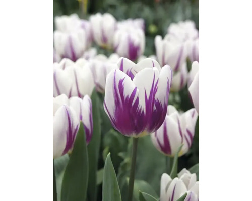 Detail bielych tulipánov s fialovou kresbou