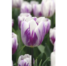 Detail bielo-fialového tulipánu