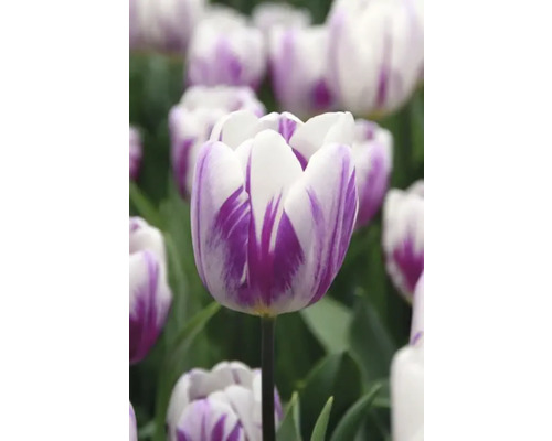 Detail bielo-fialového tulipánu