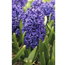 Hyacinty orientálne FloraSelf 'Orientalis' tmavomodré 5 ks