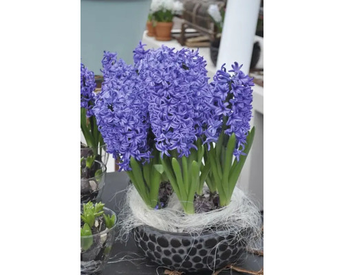Hyacinty v ozdobnom kvetináči