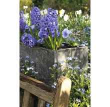 Hyacinty orientálne FloraSelf 'Orientalis' tmavomodré 5 ks