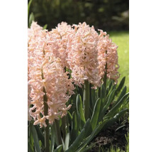 Hyacinty s ružovými kvetmi v záhradnom záhone